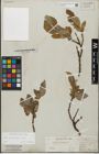 Foto von Salix glandulifera Flod.